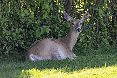 Deer
